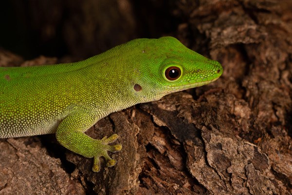 Koch's day gecko