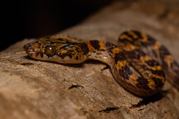 Ampijoroa tree snake