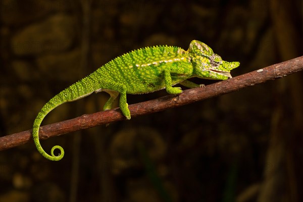 Rediscovered male voeltzkow's chameleon