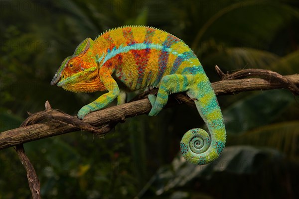 Male panther chameleon