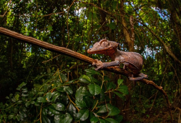 Arrow-tailed gecko