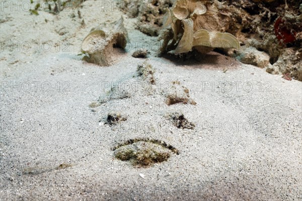 Reef stonefish