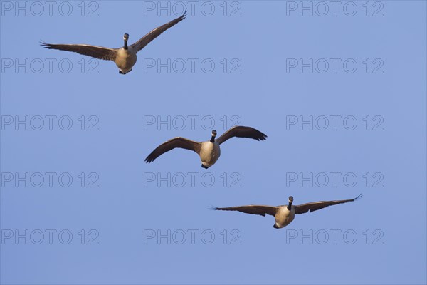 Canada geese