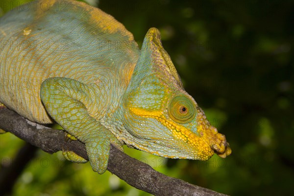 Parsons chameleon