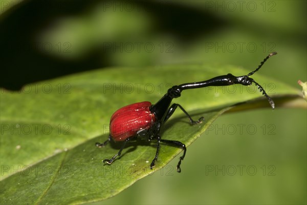 Giraffe weevil