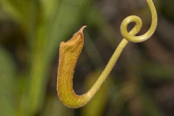 Pitcher plant of a carnivorous pitcher plant