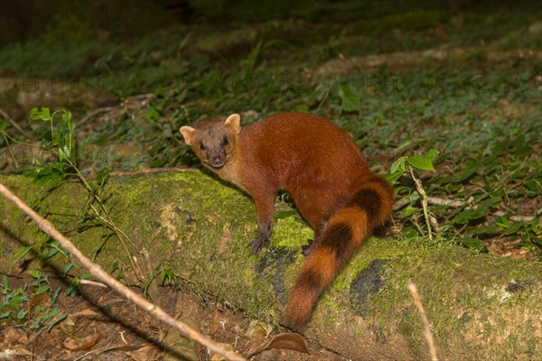 Ring-tailed mongoose