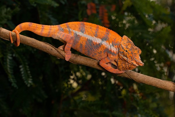 Male Angels chameleon