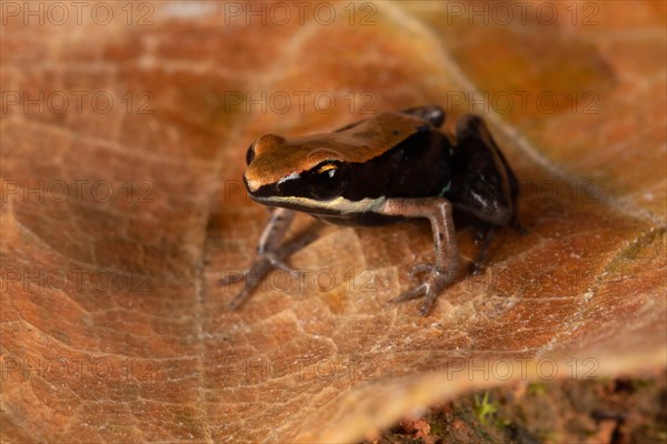 Variegated frog