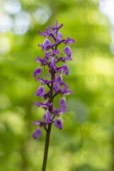 Cuckoo orchid