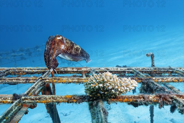 Broad-armed Sepia or broadclub cuttlefish