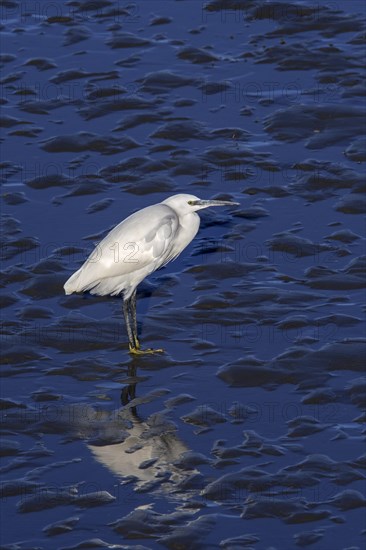 Little egret