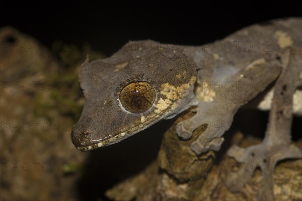 Rare leaf-tailed gecko