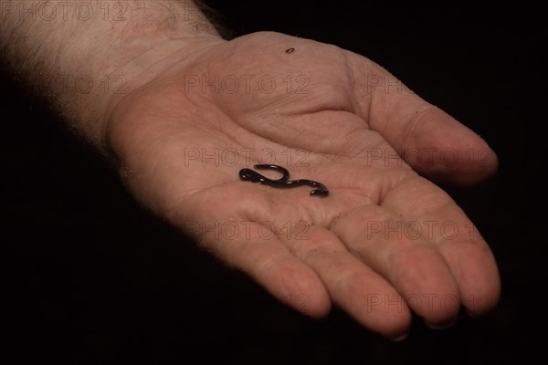 Blind snake