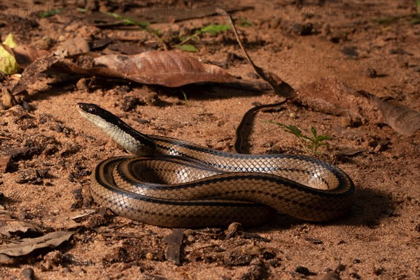 Four-striped snake