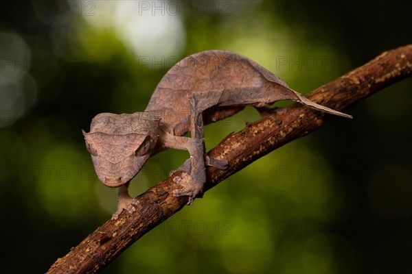 Arrow-tailed gecko