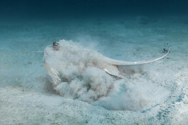 Bluespotted stingray