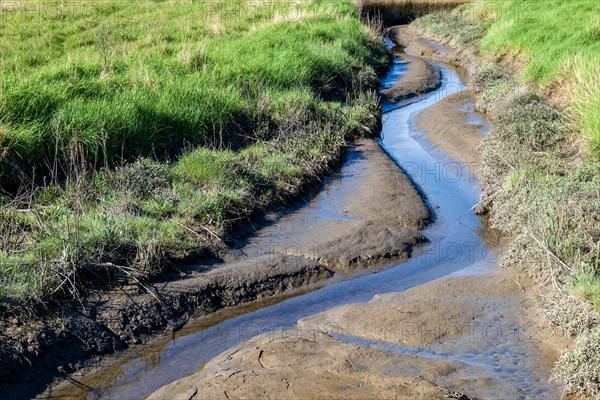 Tidal creek in the dyke foreland