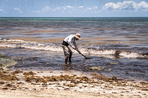 Mexican worker picking seaweed from