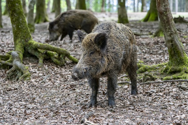 Wild boar