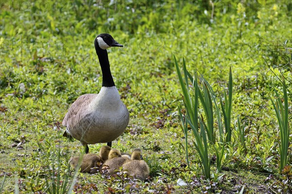 Canada goose