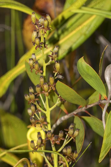 Inflorescence of a carnivorous pitcher plant