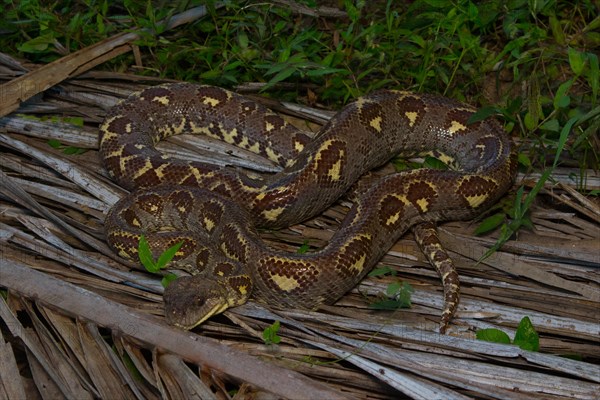 Madagascar dog-head boa