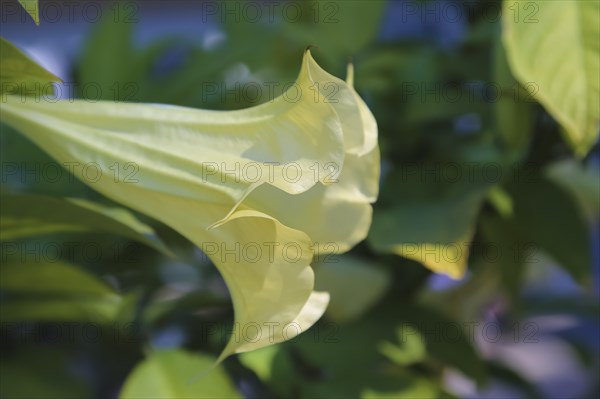 Angel's trumpet