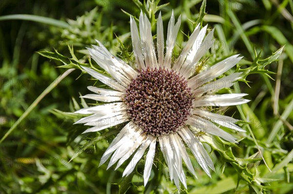 Flowering specimens of a silver thistle