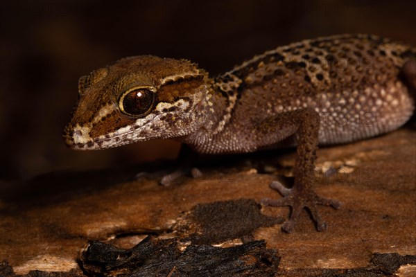 Stumpff's ground gecko