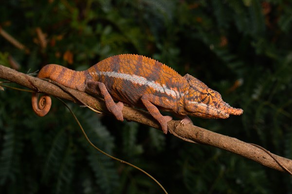 Male Angels chameleon