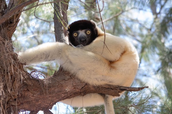 Female crowned sifaka