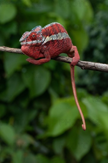 Male panther chameleon