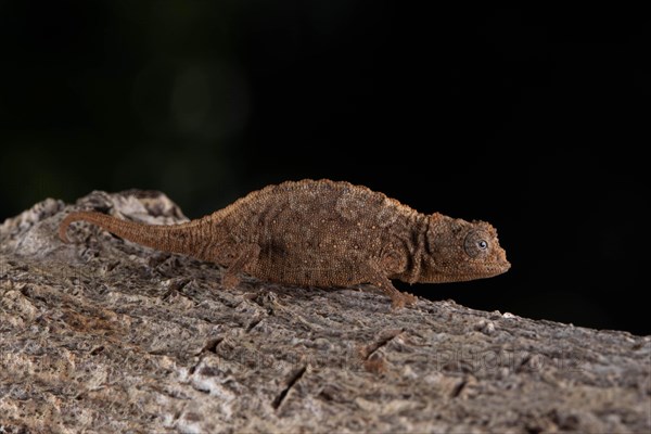 Ankarana ground chameleon