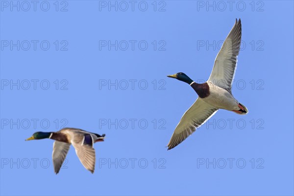 Two mallards