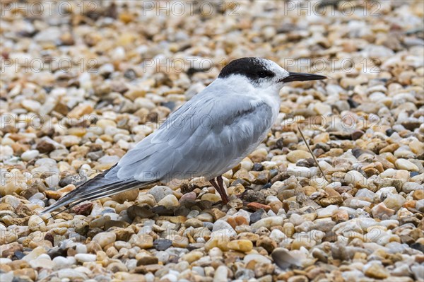 Common tern