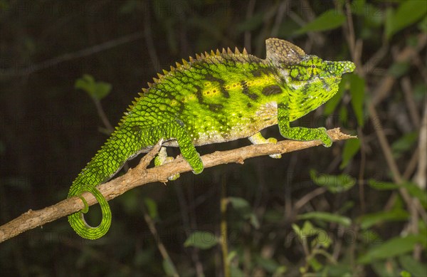 Antimena chameleon