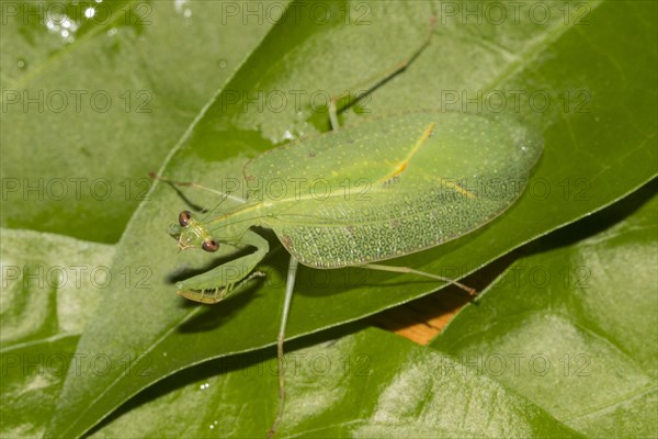 Praying mantis