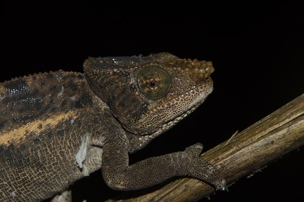 Large chameleon