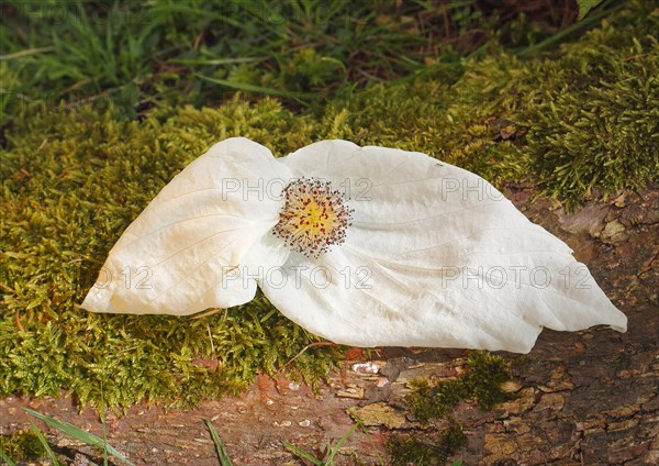 Flower dove tree