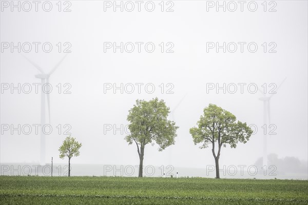 Trees along a country road stand out in front of wind turbines in Vierkirchen