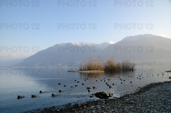 Alpine Lake Maggiore with ducks and island and snow-capped mountain in Locarno