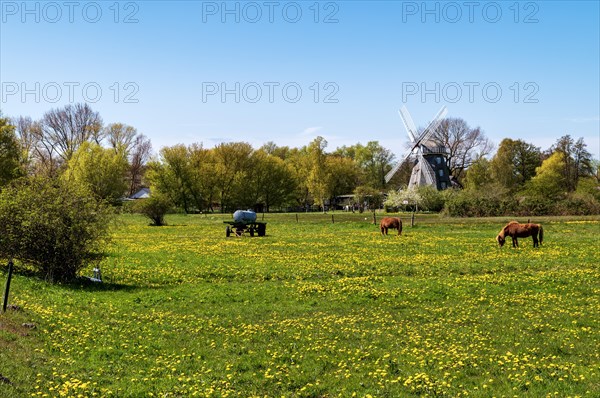 Historical windmill in Ahrenshoop