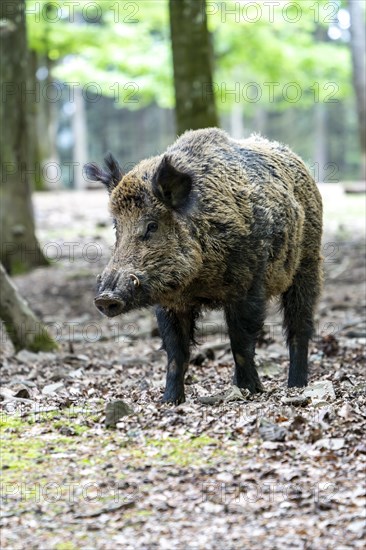 Wild boar