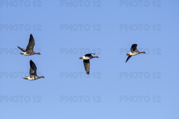 Flock of white-fronted geese