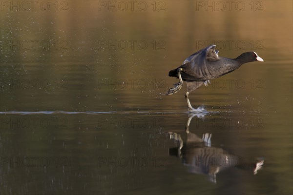 Eurasian Coot