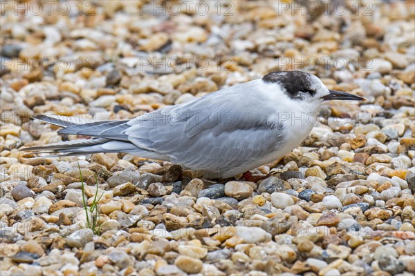 Common tern