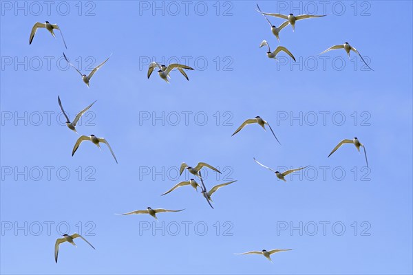 Flock of common terns