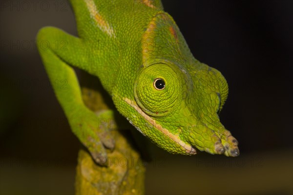 Close-up of a petter's chameleon