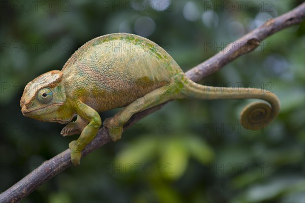 Two-striped chameleon